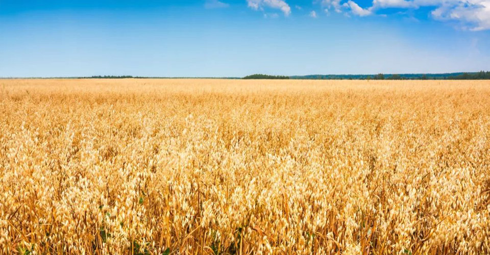 一手貨源 利潤保障